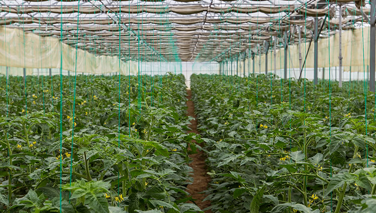 Business Analysis Has a Role in Your Agile Transformation-card