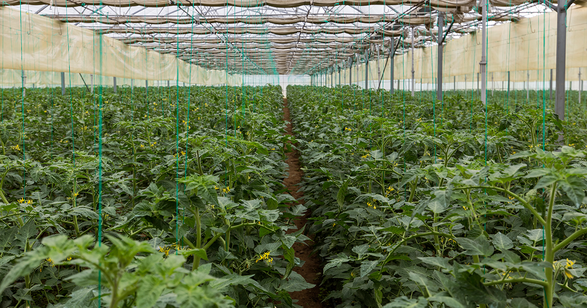 Business Analysis Has a Role in Your Agile Transformation-header